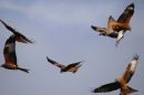 Red_Kites_Habitat_.JPG