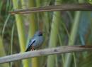 Red_Legged_Thrush_Nassau_BS_1.jpg