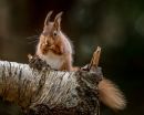 Red_Squirrel-2.JPG