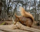 Red_Squirrel-3.JPG