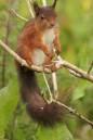 Red_Squirrel2.jpg