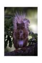Red_Squirrel4.jpg