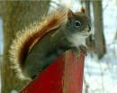 Red_Squirrel_2.jpg