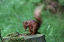 Red_Squirrel_Sciurus_Vulgaris_.jpg
