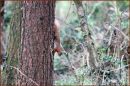 Red_Squirrel_by_Maureen.jpg