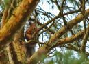 Red_Squirrel_up_a_tree_copy.jpg