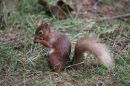 Red_Squirrl_Sciurus_Vulgaris_10_.jpg