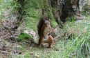 Red_Squirrl_Sciurus_Vulgaris_38_.jpg