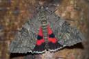 Red_Underwing0.jpg
