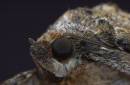 Red_Underwing_Portrait.jpg
