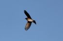 Red_Wing_Turdus_iliacus_11-12-2017_2.jpg