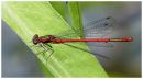 Red_damselfly.jpg