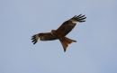 Red_kite_Milvus_Milvus_11-7-2019.jpg