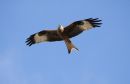 Red_kite_Milvus_Milvus_26-2-2021_.jpg