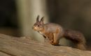 Red_squirrel_running.JPG