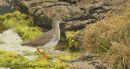 Redshank_1.jpg