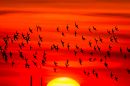 Redshanks_at_Sunset.jpg