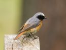 Redstart.jpg