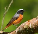 Redstart_s_Rhayader_375_edited-copy.jpg