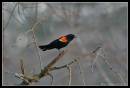 RedwingBB1-4216.jpg