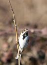 Reed-Bunting1.jpg