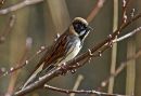 Reed_Bunting2.jpg