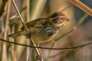 Reed_Bunting3.jpg