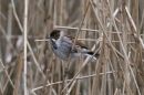 Reed_Bunting_Emberiza_Schoeniclus_22-1-2019_1.jpg
