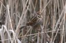 Reed_Bunting_Emberiza_Schoeniclus_22-1-2019_2.jpg