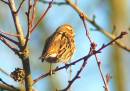 Reed_Bunting_Female.jpg