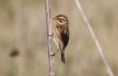 Reed_Bunting_Female_.jpg