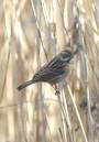 Reed_Bunting_Pearch.jpg