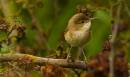 /gallery/data/501/thumbs/Reed_Warbler.jpg