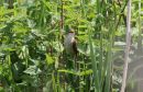 Reed_Warbler_Acrocephalus_Scirpaceus_11-6-2018.jpg