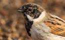 Reed_bunting1.jpg