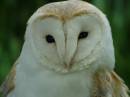 Resized_barn_owl.jpg