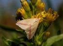 Rhodometra_sacraria_L_Andena.jpg