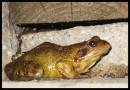 Ribbit-.jpg
