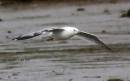 /gallery/data/501/thumbs/Ring-billed_Gull.jpg