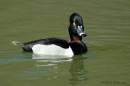Ring-necked_Duck_DSCF4325_a.jpg