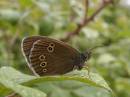 Ringlet-1.jpg