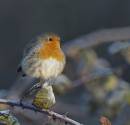 Robin-11.jpg