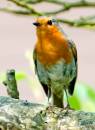 Robin-F.jpg
