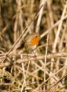 Robin-Jan3_small.jpg