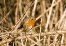 Robin-Jan3_small1.jpg