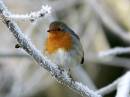 Robin-_028_.jpg