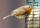 Robin1.jpg