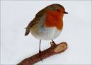 Robin111.jpg