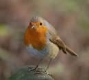 Robin7.jpg