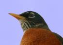 RobinPortrait10307.jpg
